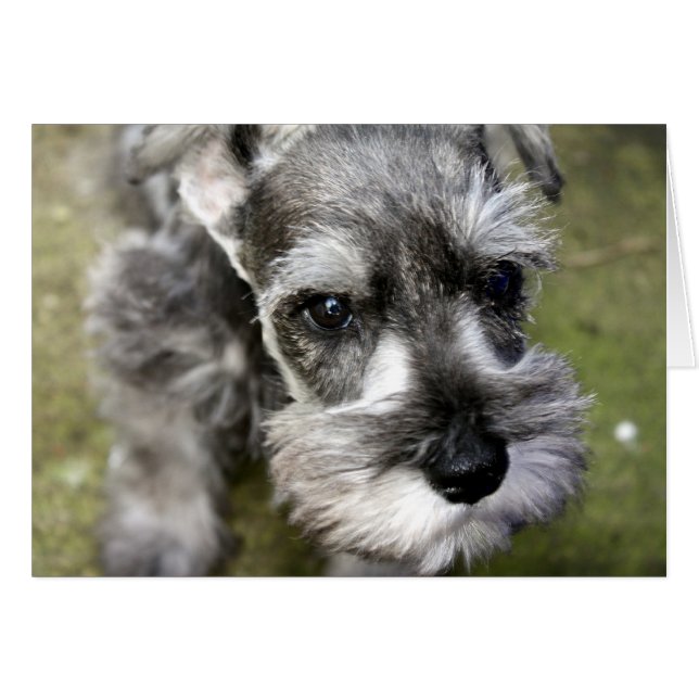Harry la tarjeta Schnauzer en miniatura (Anverso (Horizontal))