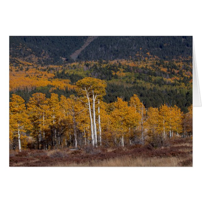 Hart Prairie Flagstaff, Arizona (Anverso (Horizontal))