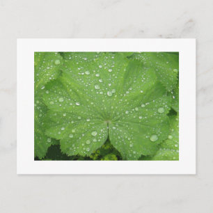 Harto de una postal de hoja verde