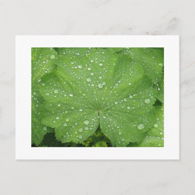 Harto de una postal de hoja verde (Anverso)