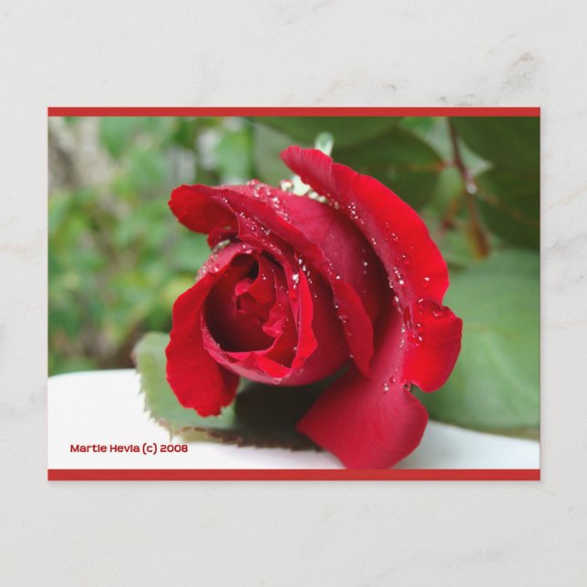 Harto de una rosa roja | Postal Blue Beach Song™ (Anverso)