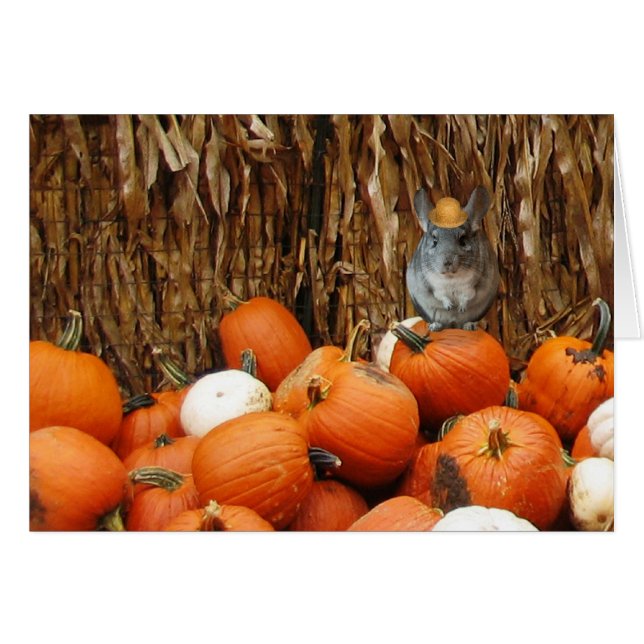 Harvest Chinchilla (Anverso (Horizontal))