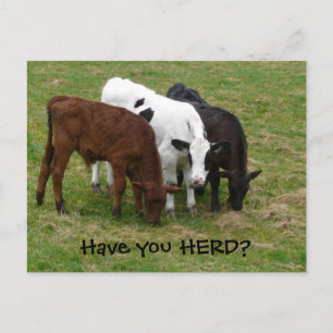 ¿Has HERD? Postal de tres vacas