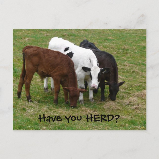 ¿Has HERD? Postal de tres vacas (Anverso)