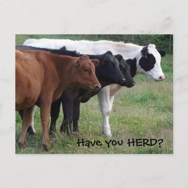 ¿Has HERD? Postal de tres vacas (Anverso)
