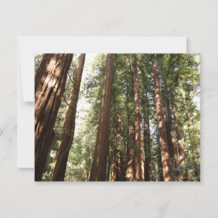 Hasta Redwoods II en el Monumento Nacional Muir Wo