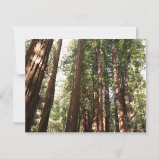 Hasta Redwoods II en el Monumento Nacional Muir Wo