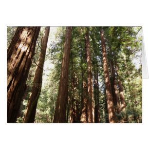 Hasta Redwoods II en el Monumento Nacional Muir Wo