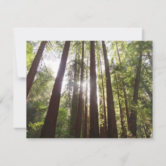 Hasta secuoyas por la mañana (Anverso)