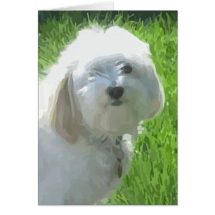 Havanés
