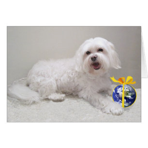 Havanés blanco pequeño con globo