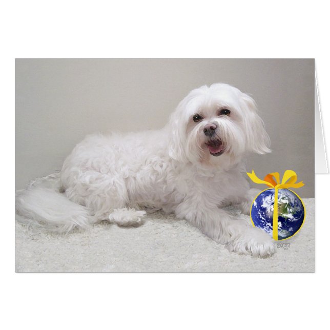 Havanés blanco pequeño con globo (Anverso (Horizontal))