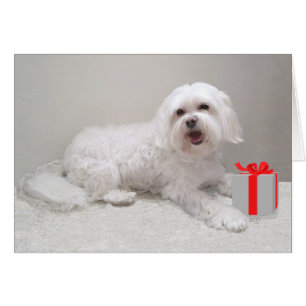 Havanés blanco pequeño con regalo