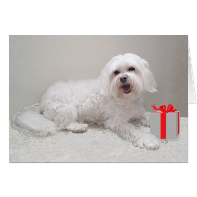 Havanés blanco pequeño con regalo (Anverso (Horizontal))