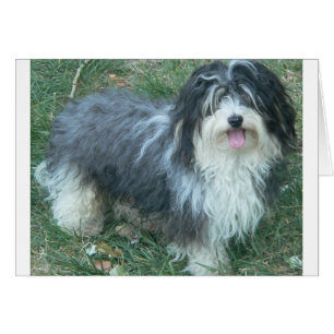 havanese completo.png