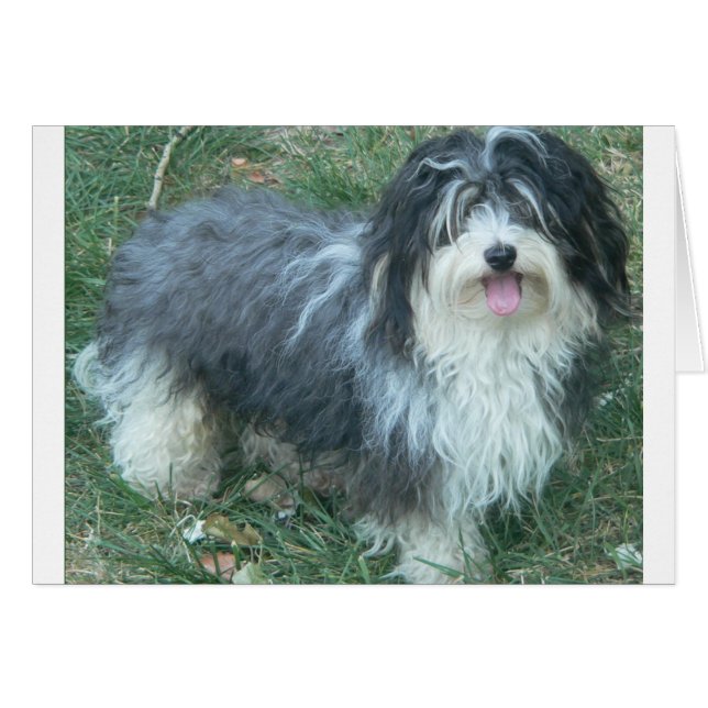 havanese completo.png (Anverso (Horizontal))