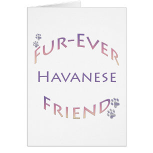 Havanese Furever