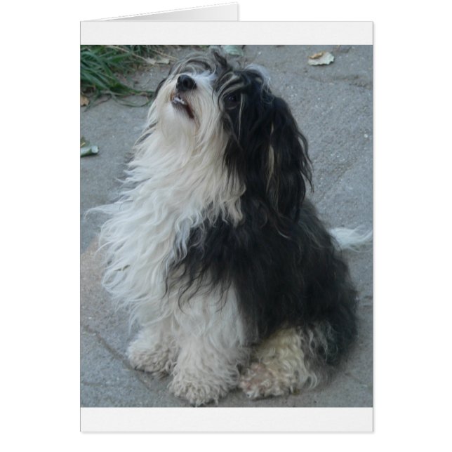 havanese_sesesep.png (Frente)
