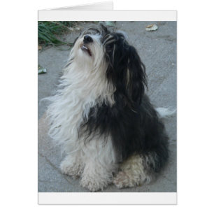 havanese_sit.png