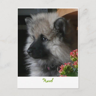 Havel llega a la tarjeta postal estadounidense