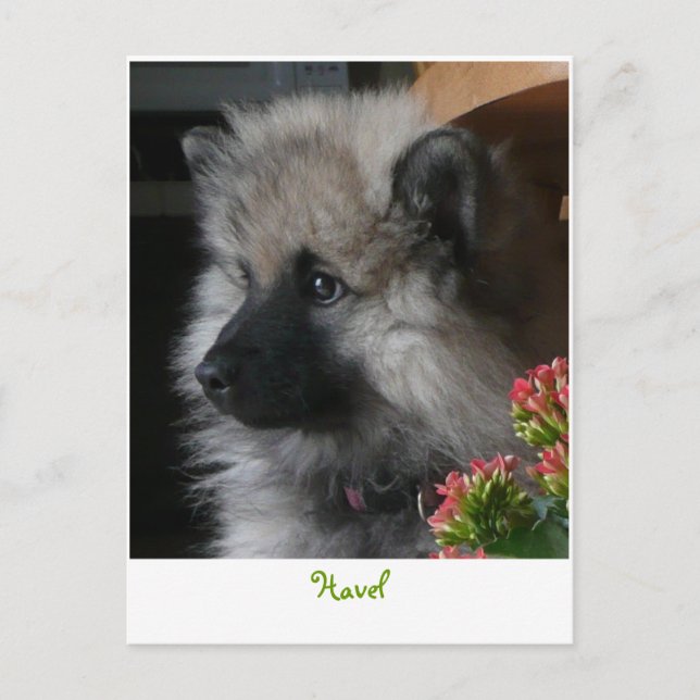 Havel llega a la tarjeta postal estadounidense (Anverso)