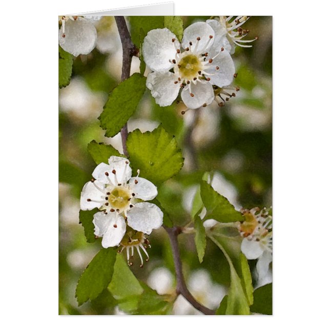 Haw amarillo (Frente)