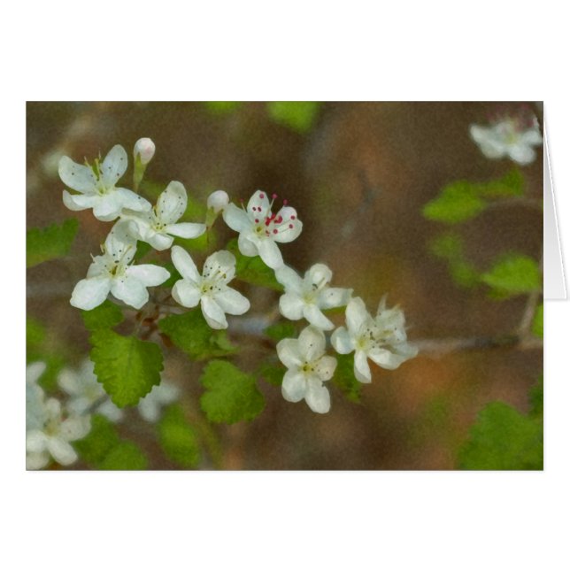 Haw de perejil (Anverso (Horizontal))