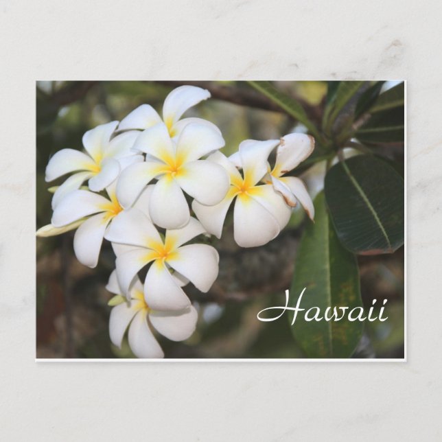 Hawaii, flores blancas, postal (Anverso)