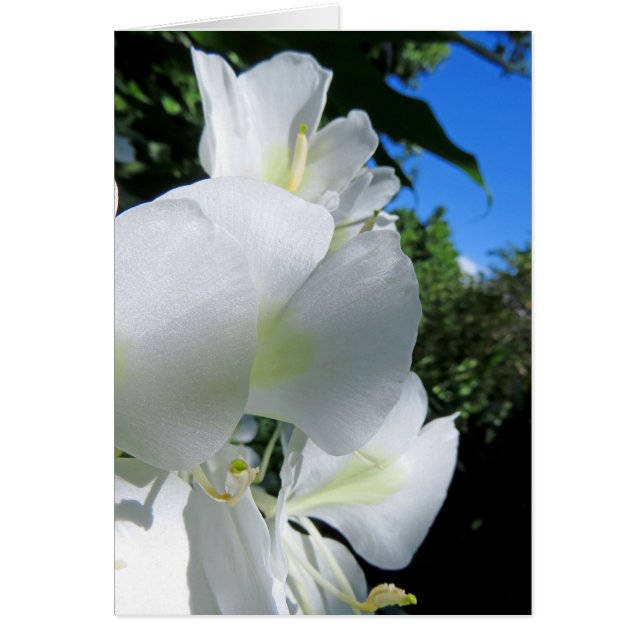 Hawaii Ginger (Frente)