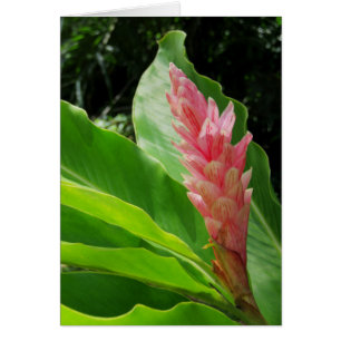 Hawaii Ginger