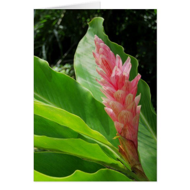 Hawaii Ginger (Frente)