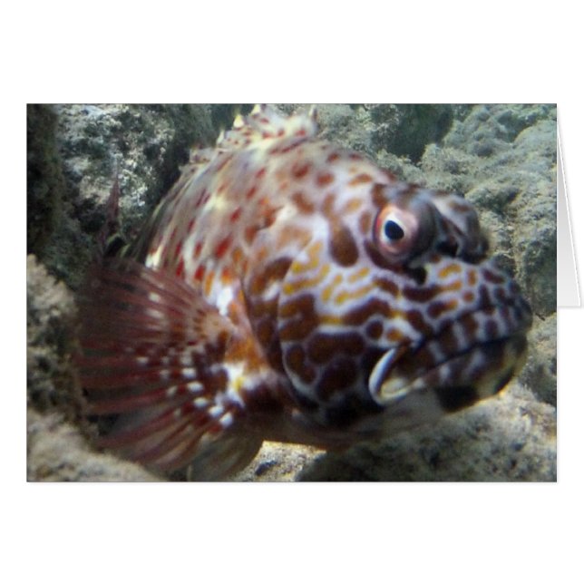 Hawaii Hawk Fish (Anverso (Horizontal))