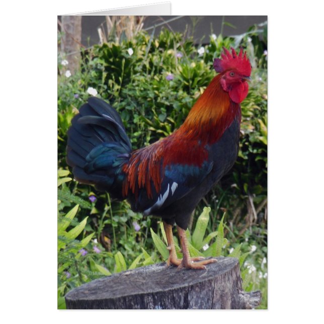 Hawaiian Rooster (Frente)