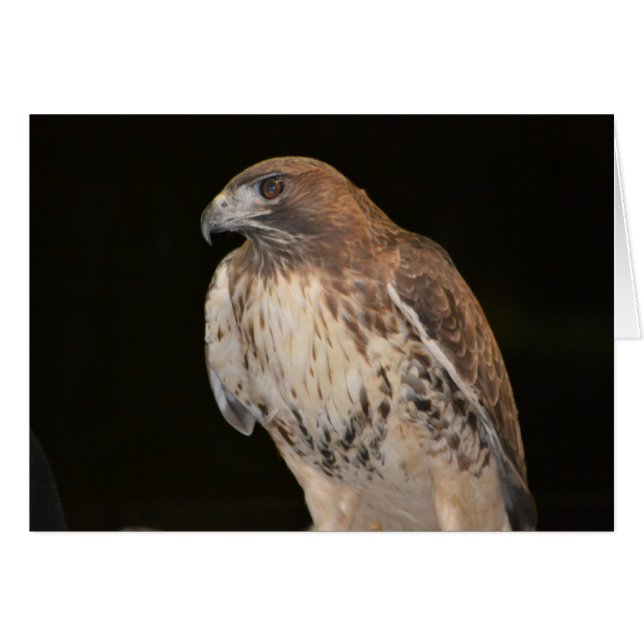Hawk Notecard (Anverso (Horizontal))