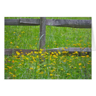 Hawkweed en elementos coincidentes de la valla fer