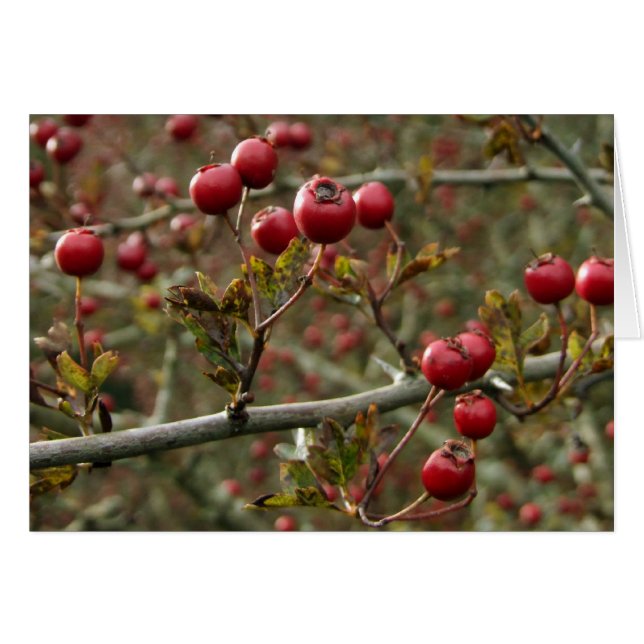 Hawthorn Berries Card (Anverso (Horizontal))