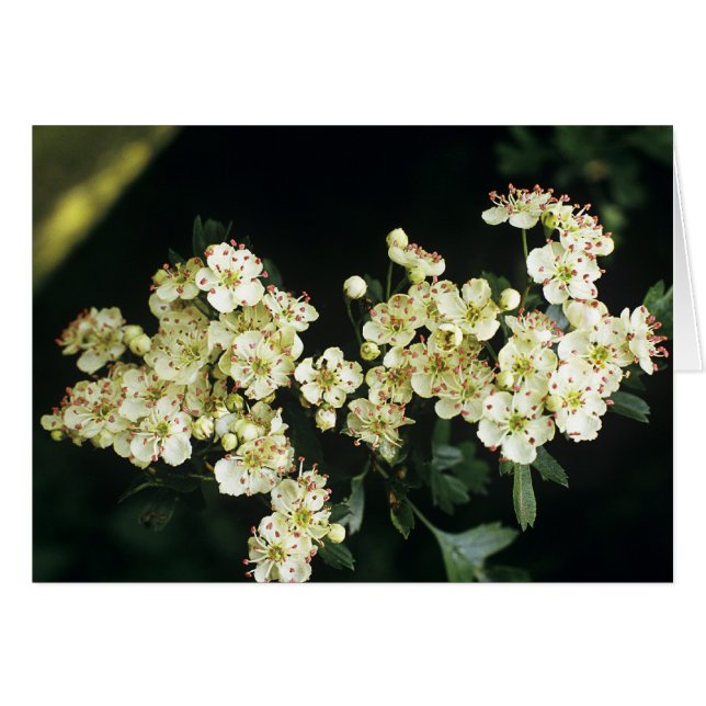 Hawthorn Blossom (Anverso (Horizontal))
