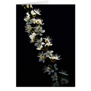 Hawthorn Flowers gcna