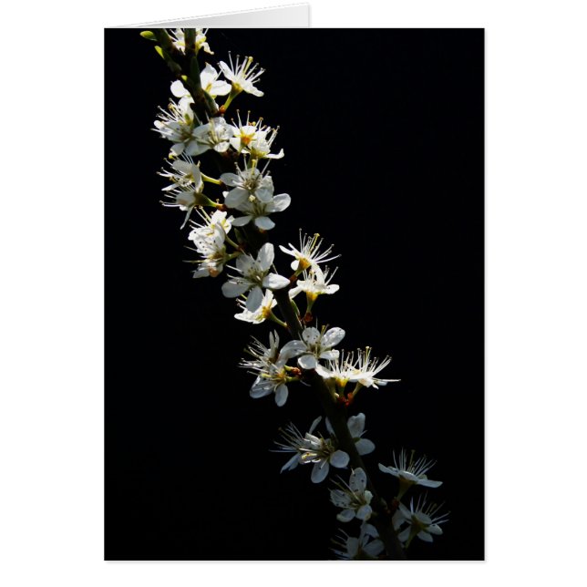 Hawthorn Flowers gcna (Frente)