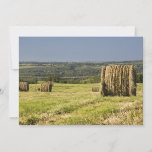 Hay Bales