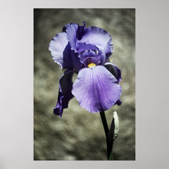 Hay impresión de belleza (Frente)