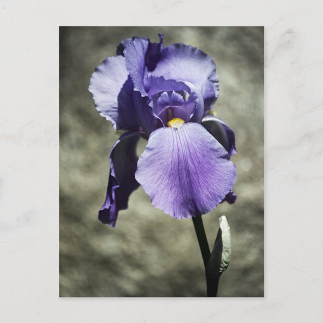 Hay una postal de belleza (Anverso)