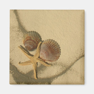 " Haz tu propio imán - conchas de playa