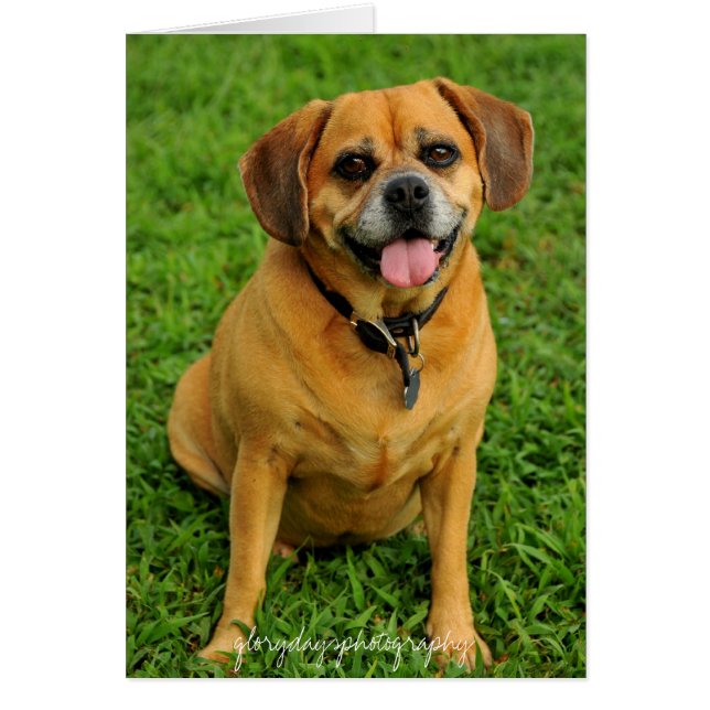 HCD_3984e, glorydaysphotography (Frente)