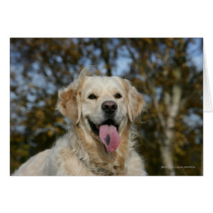 Headshot 3 del golden retriever