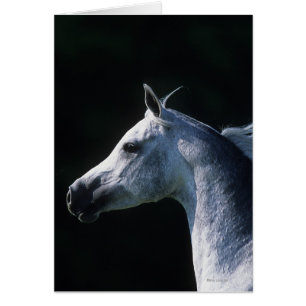 Headshot árabe 2 del caballo