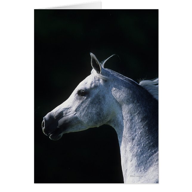 Headshot árabe 2 del caballo (Frente)