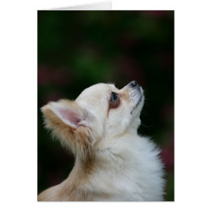 Headshot de pelo largo 2 de la chihuahua