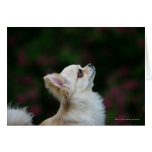 Headshot de pelo largo 2 de la chihuahua