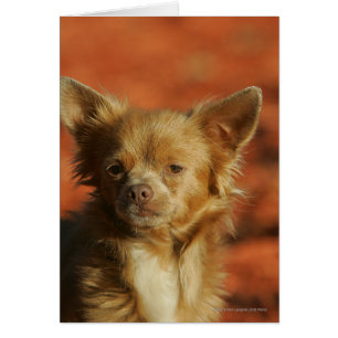 Headshot del perrito de la chihuahua